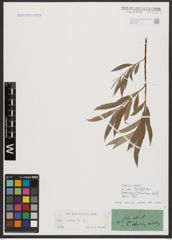 Foto von Salix alba L.